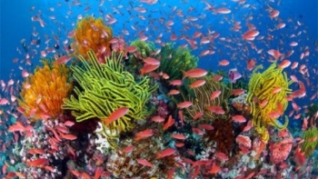 Chiêm ngưỡng San Hô dưới đáy biển huyện đảo Cô Tô