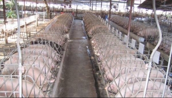 Bắc Giang: Rà soát toàn bộ các trang trại chăn nuôi trên địa bàn