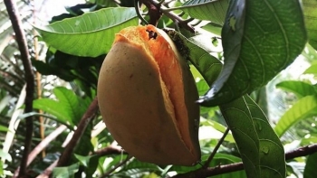 Thứ quả quê kệch để rụng đầy sân bất ngờ được săn lùng, ở nước ngoài mỗi quả giá vài triệu đồng