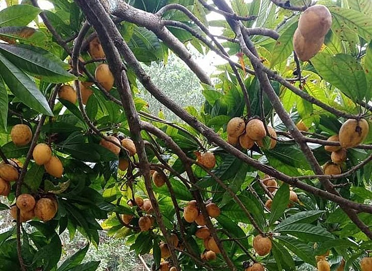 Do hiệu quả kinh tế không cao nên nhiều nơi đã chặt bỏ cây trứng gà để trồng cây khác.