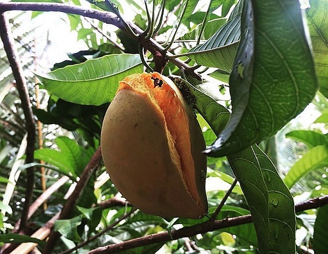 Quả trứng gà (còn gọi là lê ki ma) rất phổ biến ở vùng nông thôn Việt Nam.