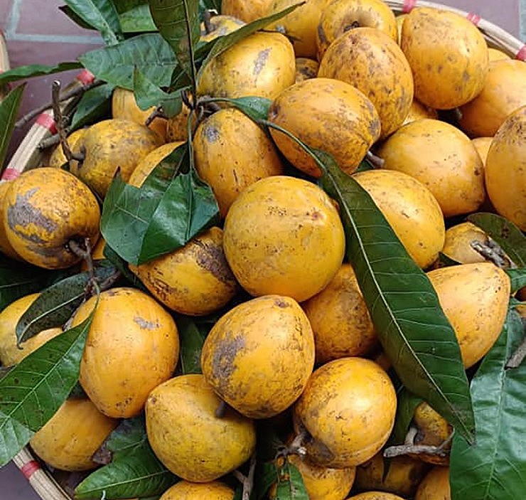 Đến mùa (từ tháng 4 đến tháng 8 âm lịch), trái trứng gà chín.