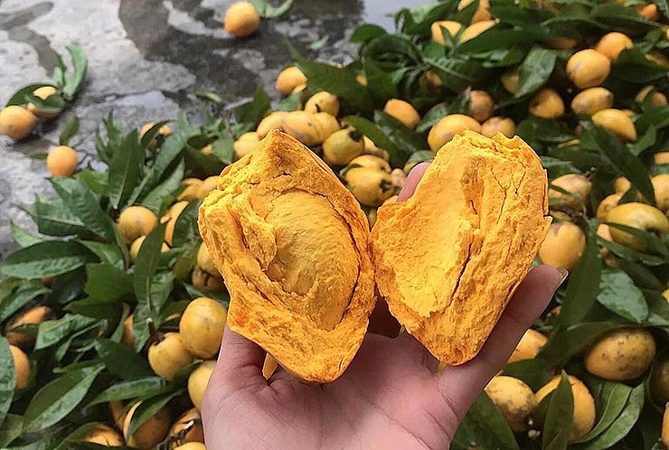 Mấy năm trở lại đây, quả trứng gà bất ngờ xuất hiện ở các thành phố lớn, trở thành thứ quả đặc sản được các chị em ưa chuộng.