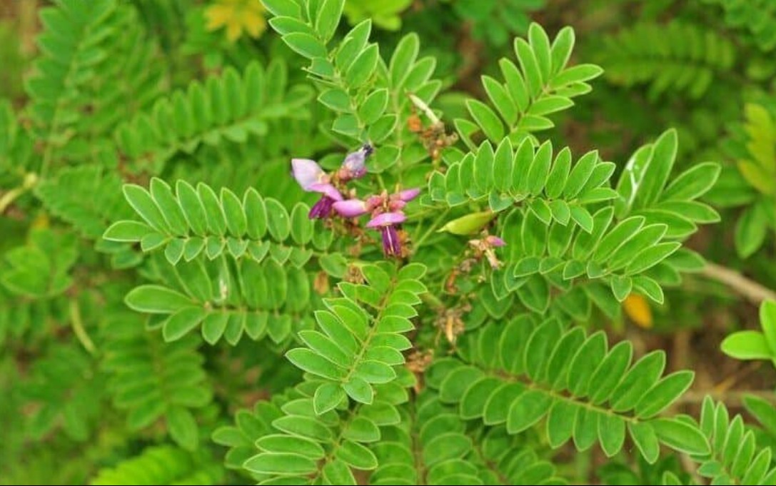 Tác dụng của bạch chỉ nam