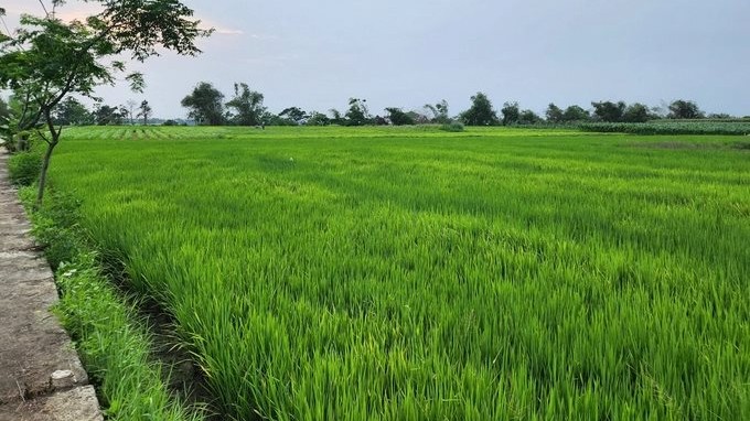 Quảng Nam: Hàng ngàn hộ dân lo mất mùa vì thiếu nước tưới