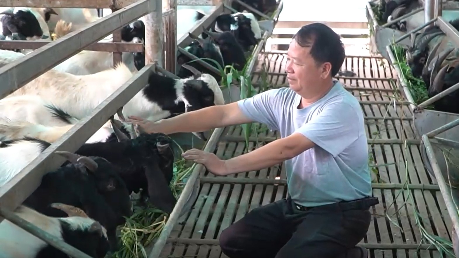 Bỏ học đi chăn vịt, trắng tay khi nuôi lợn, giờ là ông chủ trại dê với bí quyết lãi đều tay mỗi năm 2 tỷ