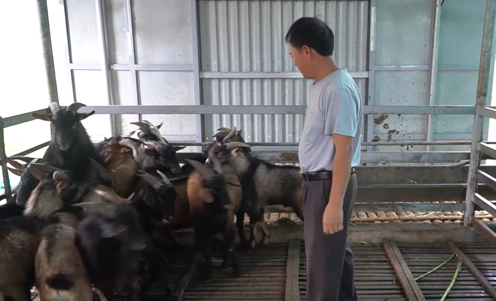 Ông Toản phát triển trại nuôi dê một cách chắc chắn.