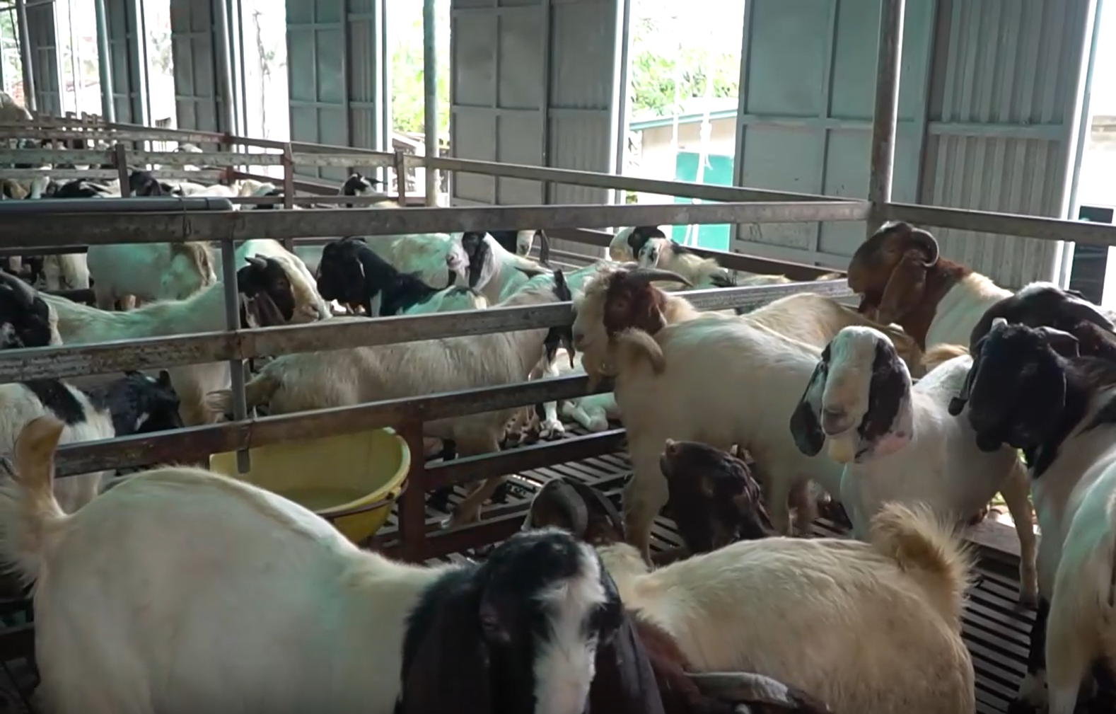 . Hiện bình quân trại nuôi dê đem lại lợi nhuận từ 1,5 đến 2 tỷ đồng mỗi năm.