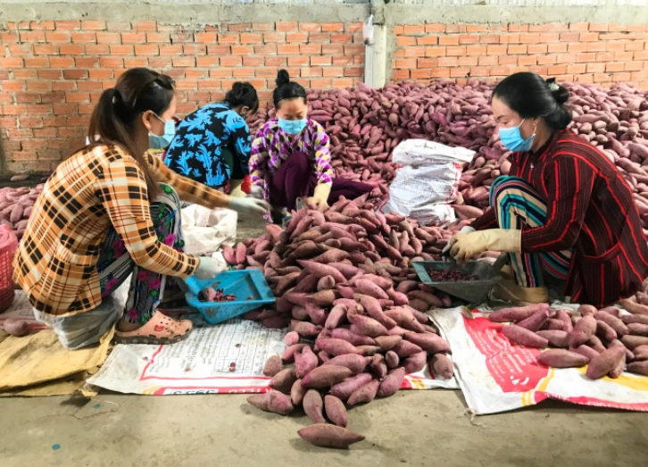 13 cơ sở đóng gói khoai lang đủ điều kiện xuất khẩu sang Trung Quốc
