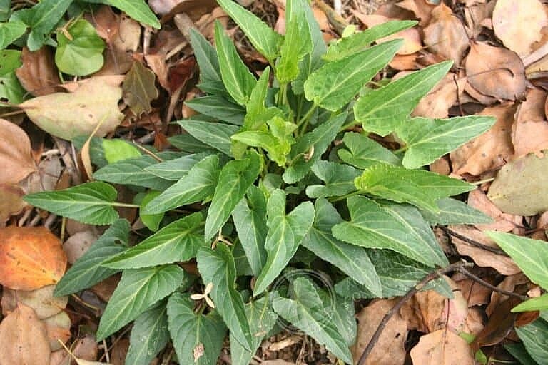 Cây cải rừng tía Cây cải rừng tía