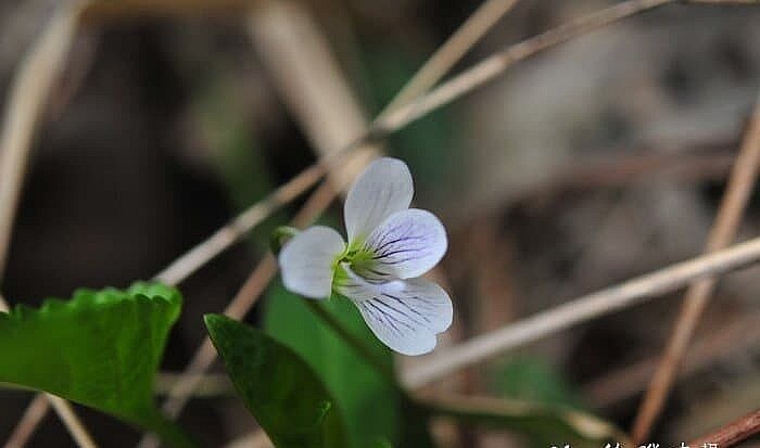 Hoa cải rừng tía Hoa cải rừng tía