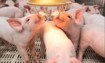 Giá heo hơi hôm nay 5/4: Tăng mạnh ở miền Trung, thủ phủ chăn nuôi chao đảo trước bão giá heo