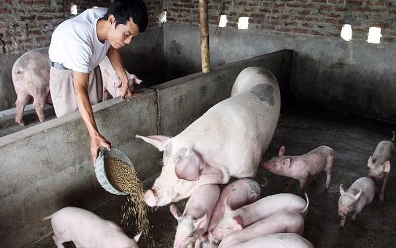 Giá heo hơi hôm nay (5/4) tăng ở vài nơi tuy nhiên vẫn còn thấp khiến người chăn nuôi tiếp tục thua lỗ.