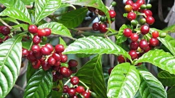 Giá nông sản hôm nay 5/4: Cà phê tăng 400 đồng/kg, hồ tiêu  đi ngang giữ mốc 65.500 đồng/kg