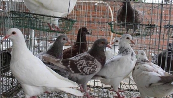 Bí quyết nuôi bồ câu chuồng trại đơn giản, chi phí thấp thu lợi nhuận 20 triệu đồng/tháng
