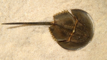 Cấp cứu thành công bệnh nhân ngưng tim, liệt chi sau 1 giờ ăn so biển