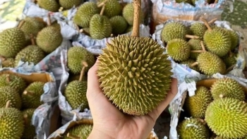 Sầu riêng tí hon gây sốt giá cao gấp ba sầu riêng thường, vì sao được so sánh với Musang King?
