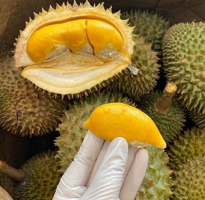 Loại sầu riêng tí hon này được quảng cáo là loại sầu ngon nhất nhì đất Thái. Loại sầu riêng tí hon này được quảng cáo là loại sầu ngon nhất nhì đất Thái.