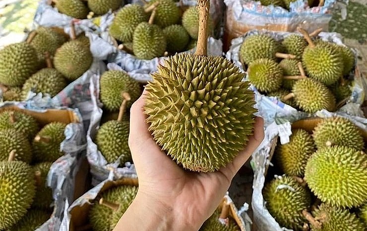 Chỉ nhỏ bằng bàn tay nhưng loại sầu riêng tí hon này lại có giá cao gấp đôi thậm chí gấp ba sầu Ri6 của Việt Nam. Chỉ nhỏ bằng bàn tay nhưng loại sầu riêng tí hon này lại có giá cao gấp đôi thậm chí gấp ba sầu Ri6 của Việt Nam.