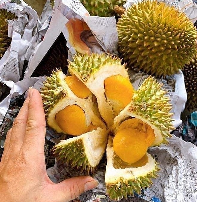 Quả nhỏ nhưng sầu riêng tí hon Fumoni này có từ 4-5 hộc, cơm vàng, hạt lép. Quả nhỏ nhưng sầu riêng tí hon Fumoni này có từ 4-5 hộc, cơm vàng, hạt lép.