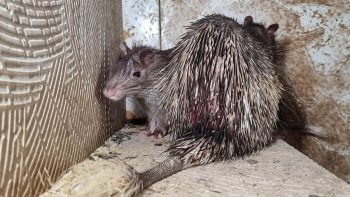 Nuôi loài gặm nhấm họ nhà nhím chỉ ăn ngô, sắn sau 5 tháng bán 10 triệu/cặp và luôn cháy hàng