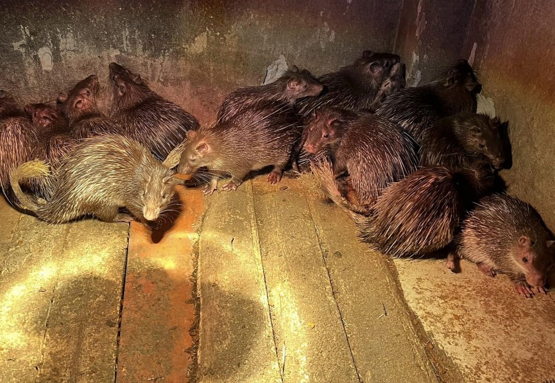 Những con don cần nuôi hơn 1 năm mới bắt đầu sinh sản. 