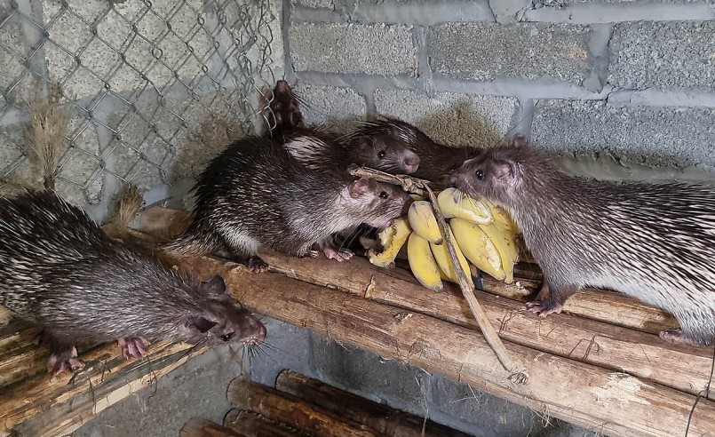 Thức ăn của don dễ kiếm với giá rẻ và loài vật này cũng ít bị bệnh.