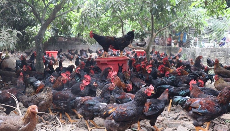 Yên Thế (Bắc Giang): Hội Nông dân thi đua sản xuất, kinh doanh giỏi tạo động lực xây dựng nông thôn mới