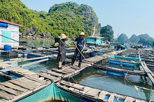 Nuôi cá lồng ở làng chài Cái Bèo 
