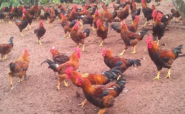 Yên Thế (Bắc Giang): Hội Nông dân thi đua sản xuất, kinh doanh giỏi tạo động lực xây dựng nông thôn mới