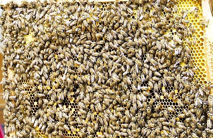 Tháng 3 và tháng 4 là thời điểm đàn ong ở Đức Lạng cho mật cao nhất trong năm.