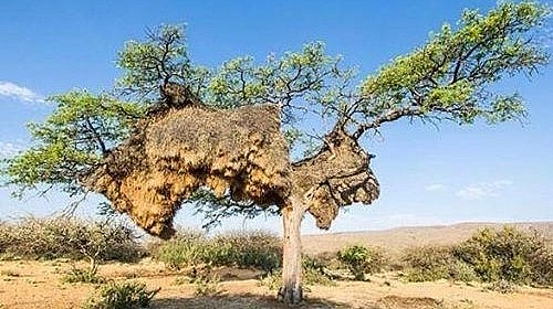 Tổ chim lớn nhất thế giới ở Châu Phi nặng tới gần 1 tấn bao trùm toàn bộ cây cổ thụ.