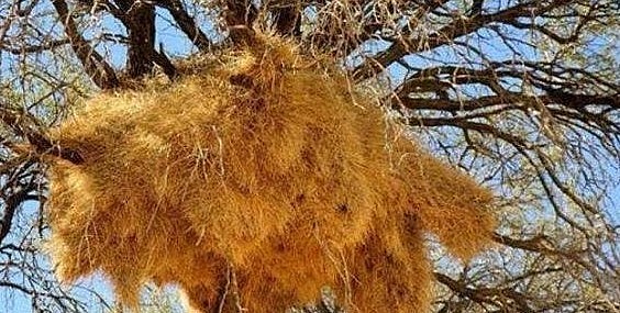 Tổ chim được đan kết từ cỏ, lông vũ và bông gòn tạo thành.