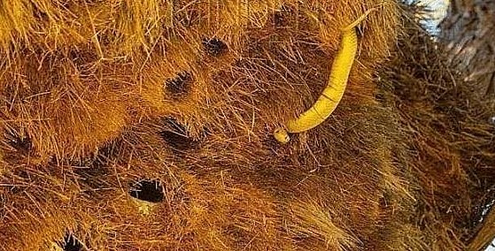 Bên trong tổ chim khổng lồ có loài rắn Châu Phi cực độc sống ký sinh.