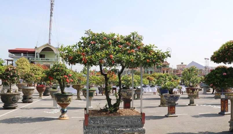 Có những bonsai mẫu đơn cổ thụ dáng đẹp trị giá hàng trăm triệu đồng. Có những bonsai mẫu đơn cổ thụ dáng đẹp trị giá hàng trăm triệu đồng.