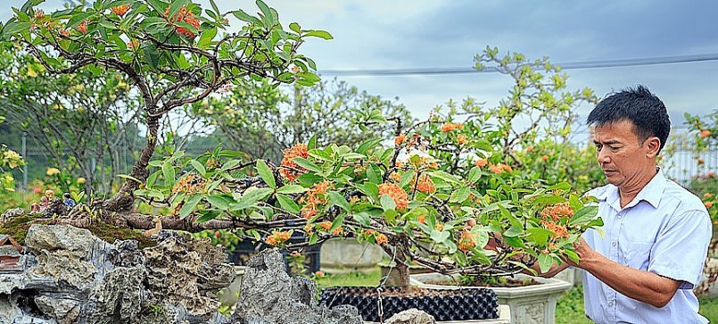 Ông Trần Viết Trường sở hữu nhiều tác phẩm cây hoa mẫu đơn có giá trị nghệ thuật và giá trị kinh tế cao, có những cây giá cả trăm triệu đồng. Ông Trần Viết Trường sở hữu nhiều tác phẩm cây hoa mẫu đơn có giá trị nghệ thuật và giá trị kinh tế cao, có những cây giá cả trăm triệu đồng.