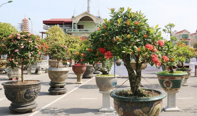 Mẫu đơn có tuổi đời cao, tạo thế độc đáo có giá từ hàng trăm đến hàng tỷ đồng. Mẫu đơn có tuổi đời cao, tạo thế độc đáo có giá từ hàng trăm đến hàng tỷ đồng.