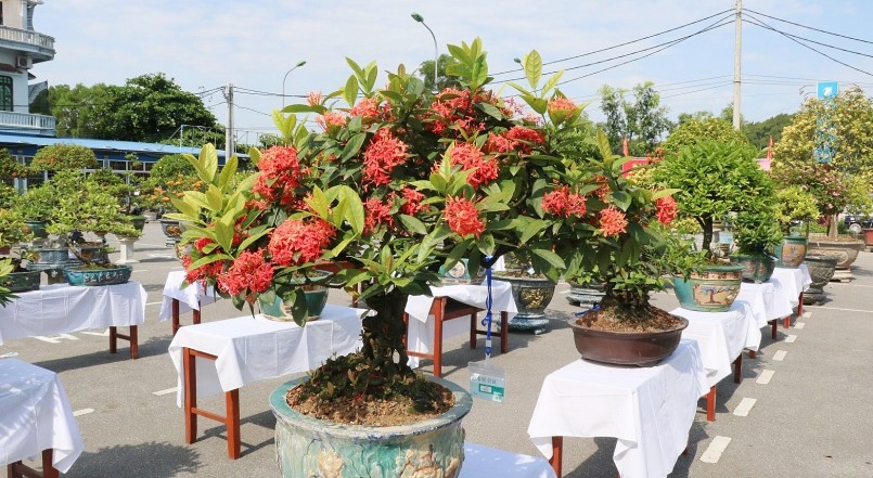 Tỉnh Nam Định là nơi phát triển mạnh bonsai hoa mẫu đơn, các hoạt động triển lãm cũng được tổ chức hoánh tráng. Tỉnh Nam Định là nơi phát triển mạnh bonsai hoa mẫu đơn, các hoạt động triển lãm cũng được tổ chức hoánh tráng.