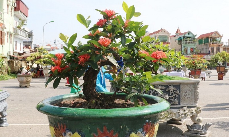 Có những bonsai mẫu đơn cổ thụ dáng đẹp trị giá hàng trăm triệu đồng. Có những bonsai mẫu đơn cổ thụ dáng đẹp trị giá hàng trăm triệu đồng.