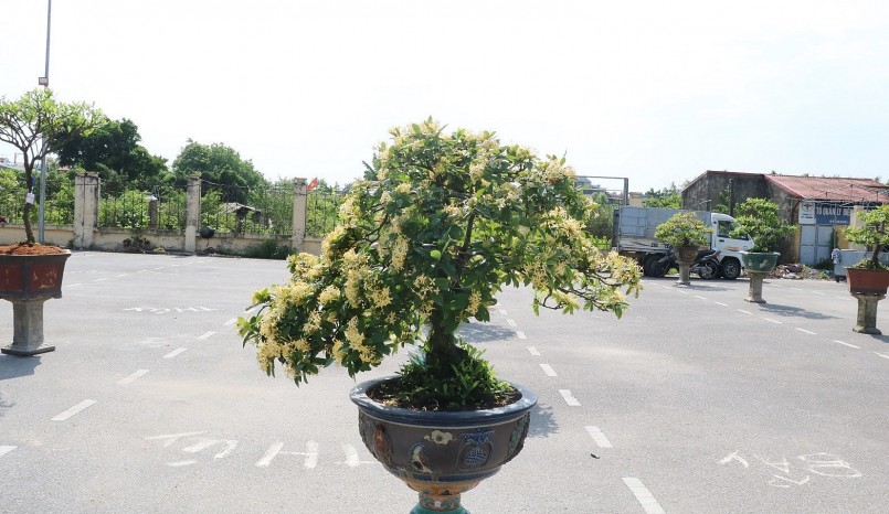 Có những bonsai mẫu đơn cổ thụ dáng đẹp trị giá hàng trăm triệu đồng. Có những bonsai mẫu đơn cổ thụ dáng đẹp trị giá hàng trăm triệu đồng.