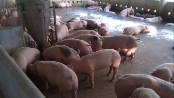 Giá heo hơi hôm nay 6/4: Giá tăng lác đác bao giờ người nuôi thoát cảnh bán đất gán nhà