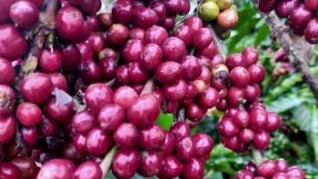 Giá nông sản hôm nay 6/4: Cà phê tăng mạnh lên mốc 50.000 đồng/kg, hồ tiêu giữ chặt mức 65.500 đồng/kg