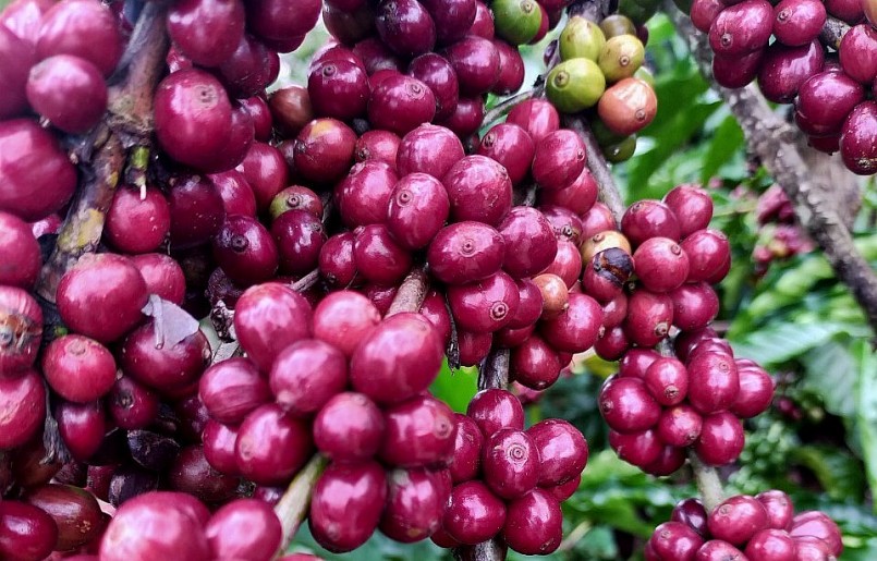 Giá nông sản hôm nay 6/4 ghi nhận phiên giao dịch đầy khởi sắc với giá cà phê. 