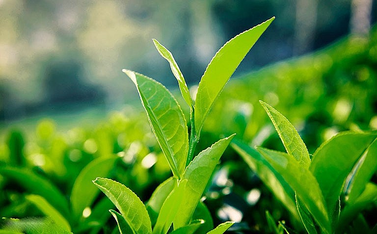 Trà xanh có rất nhiều công dụng nhưng đại kỵ với những người này