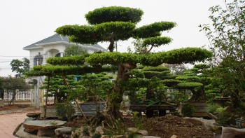 Ghé thăm làng nghề trồng và kinh doanh cây cảnh có thâm niên trên 800 năm tuổi