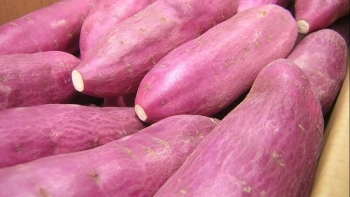 Hàng nghìn tấn khoai lang Việt chuẩn bị đổ bộ thị trường Trung Quốc, cửa xuất khẩu mở toang