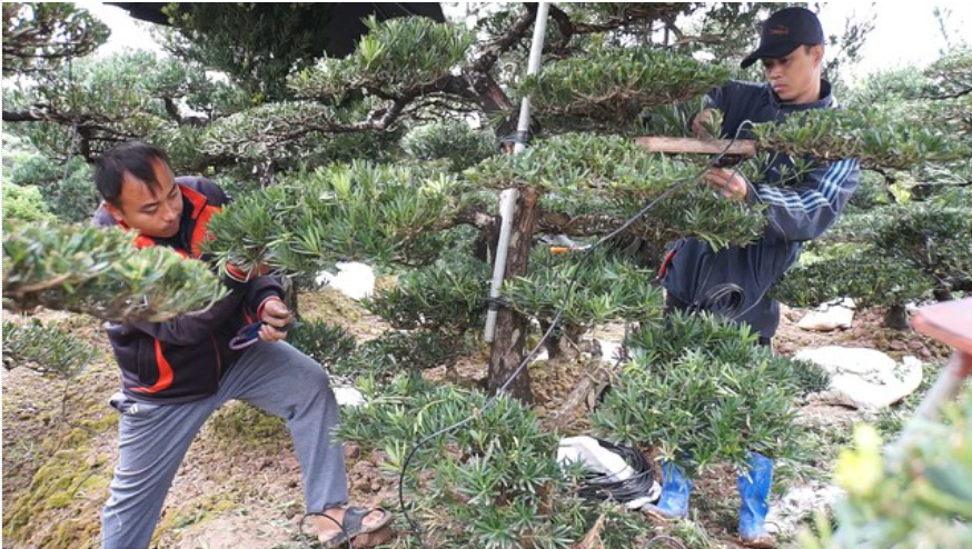 Ghé thăm làng nghề trồng và kinh doanh cây cảnh có thâm niên trên 800 năm tuổi