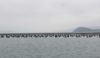 Vân Đồn (Quảng Ninh): Phấn đấu hoàn thành chuyển đổi phao Xốp sang phao nổi HDPE