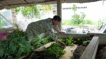 Nuôi loài đoản thọ gặm lá cây như ranh, một năm kiếm hàng trăm triệu