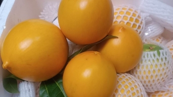 Loại quả nhà giàu bất ngờ giá giảm mạnh thương lái tới tấp chốt đơn bán hàng tạ mỗi ngày